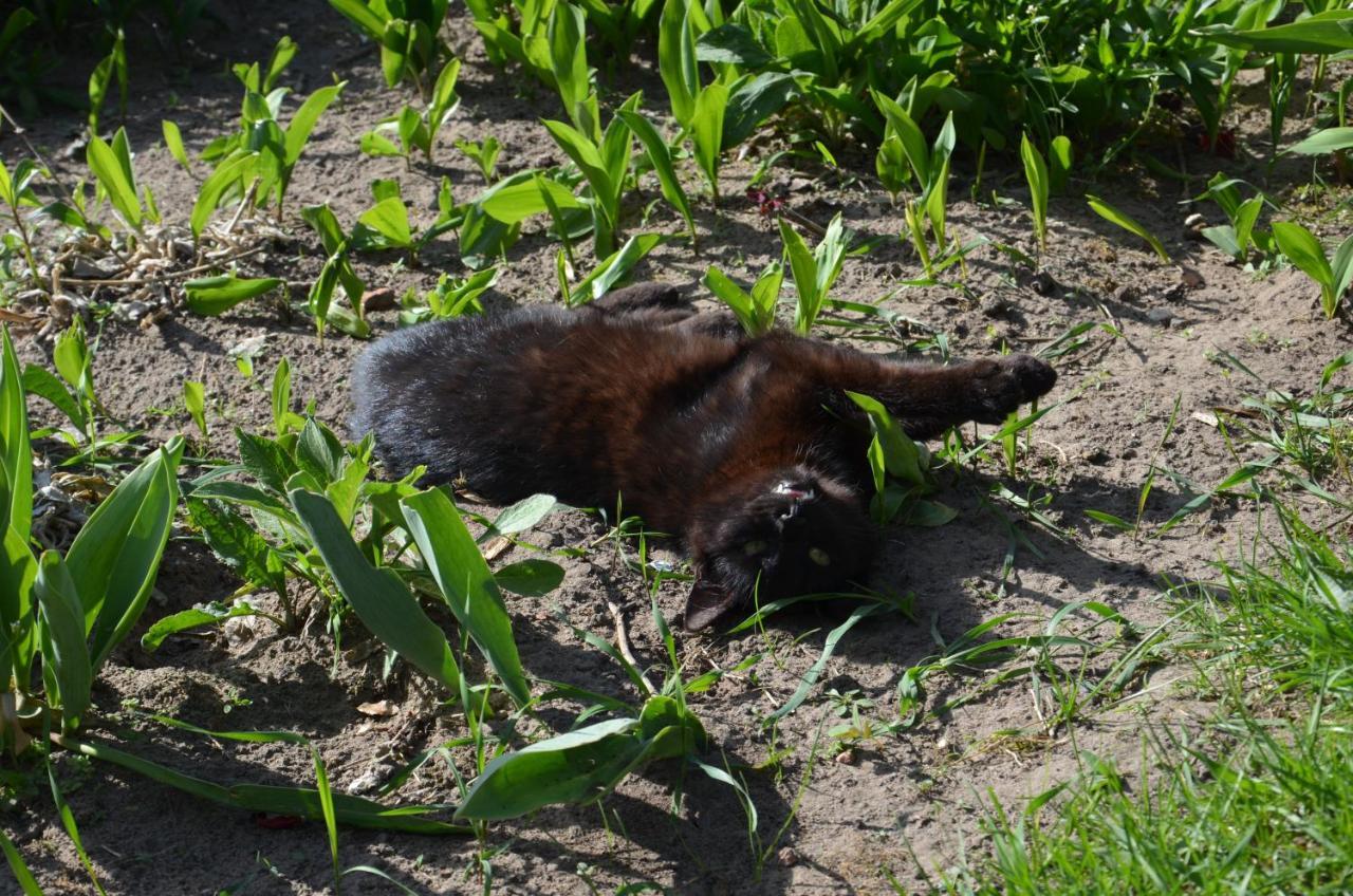 Domek Caloroczny Marko Węgorzewo Esterno foto